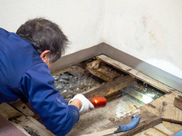 Best Basement Mold Remediation in Lake Montezuma, AZ